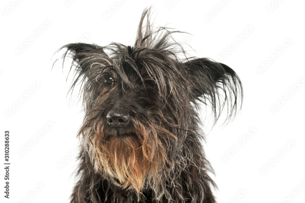 Portrait of an adorable mixed breed dog Portrait of an adorable mixed breed dog
