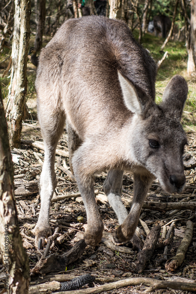 Wallaby