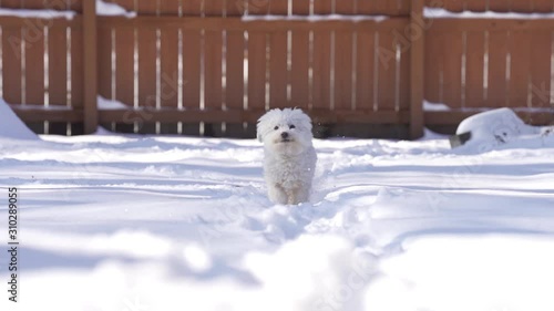Slow motion of small white dog, Bichon Frise, running through white snow during sunny day happy and playful
