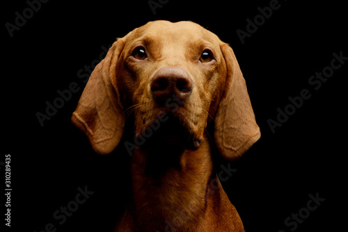 Portrait of an adorable Hungarian Vizsla