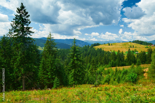beautiful summer landscape  spruces on hills  cloudy sky and wildflowers - travel destination scenic  carpathian mountains