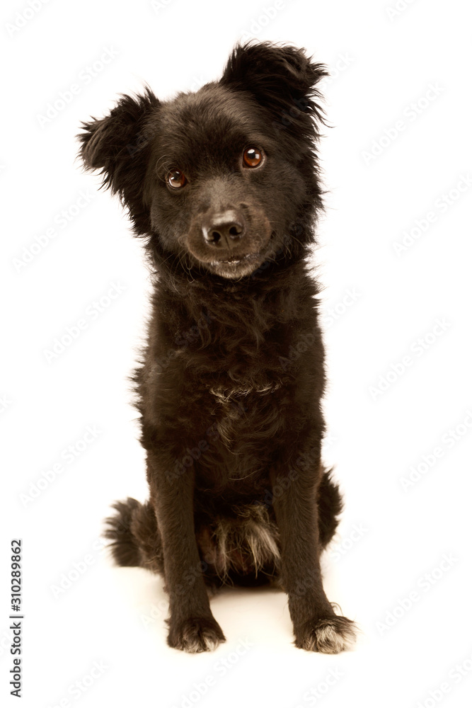 Fototapeta premium Studio shot of an adorable Mixed breed dog