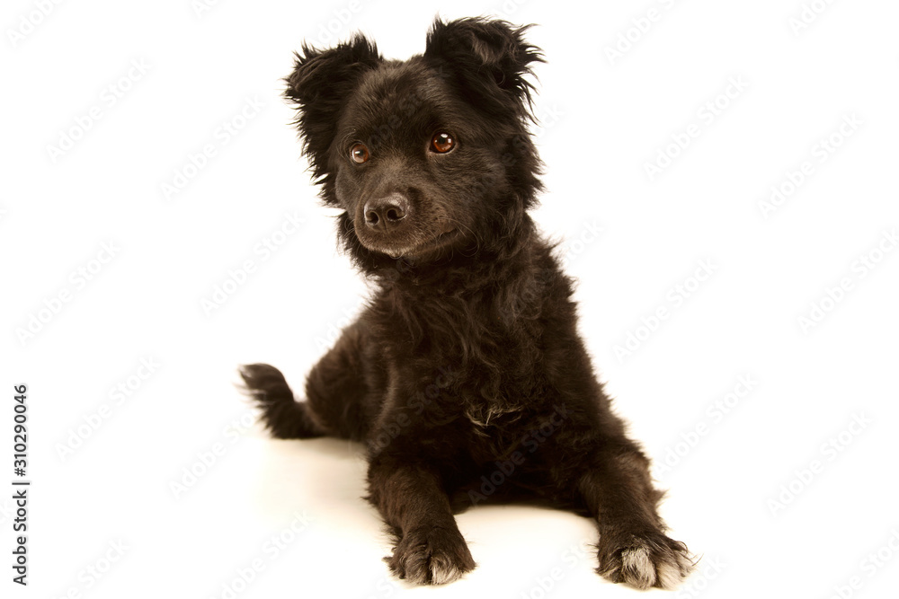 Studio shot of an adorable Mixed breed dog Studio shot of an adorable Mixed breed dog