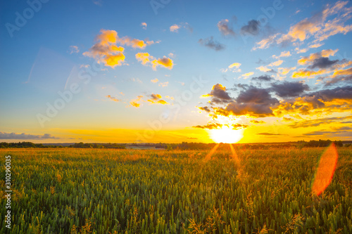 wheat field and sunset