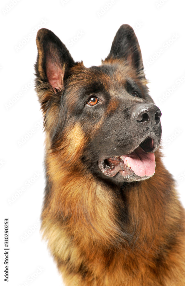 Portrait of an adorable German shepherd Portrait of an adorable German shepherd