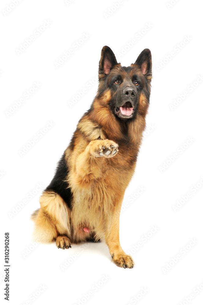 Studio shot of an adorable German shepherd