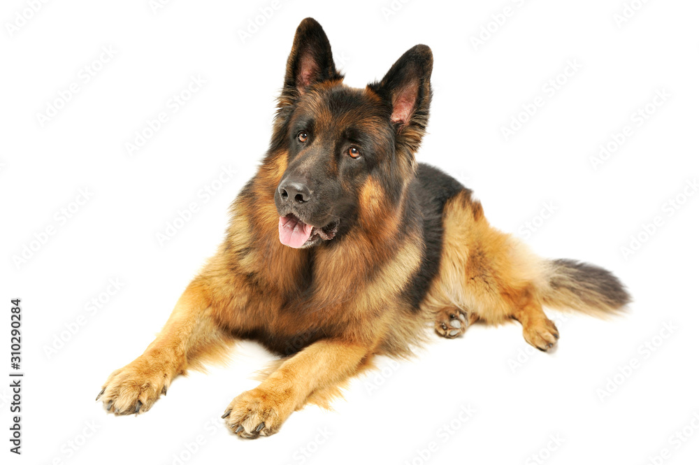 Studio shot of an adorable German shepherd Studio shot of an adorable German shepherd