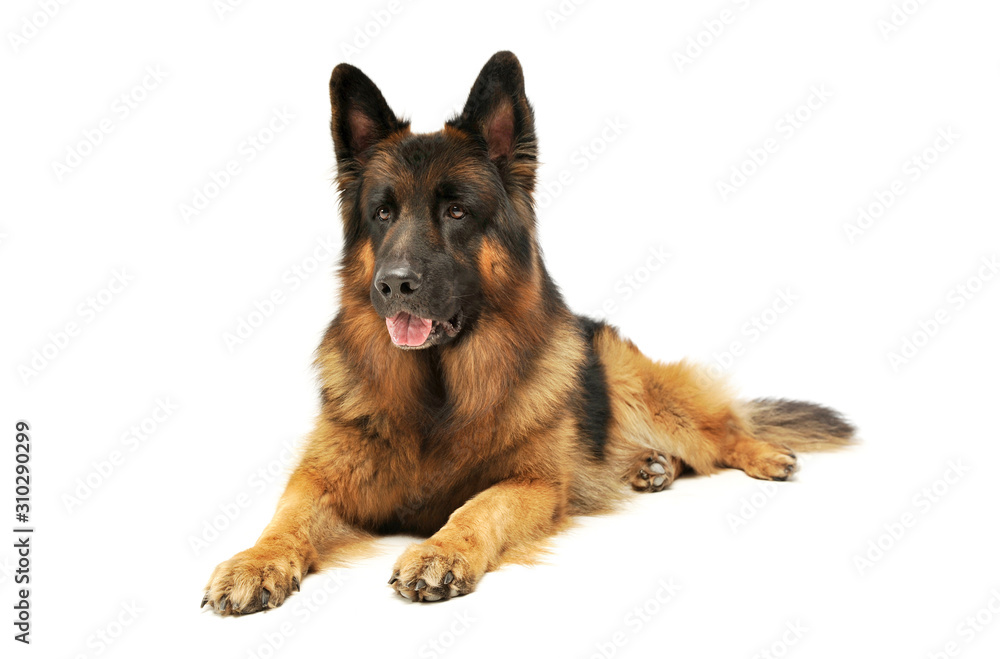 Studio shot of an adorable German shepherd