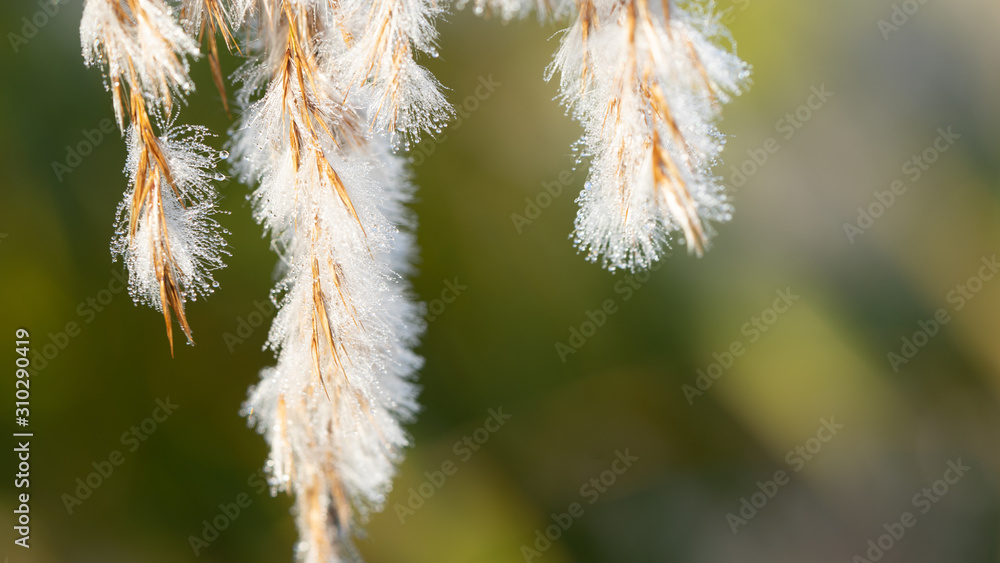 High grass with frost