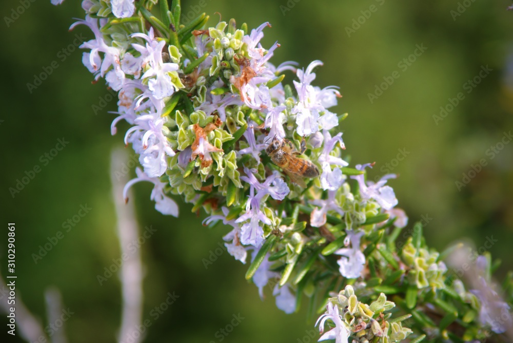Rosemary plant (Rosmarinus officinalis) flowers, macro detail close up. Rosemary plant (Rosmarinus officinalis) flowers, macro detail close up.