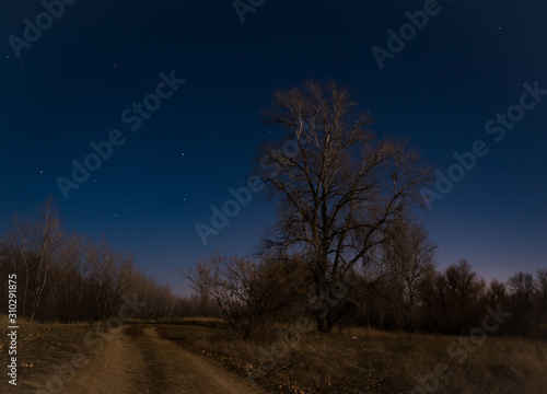 Night landscape with a dark trees