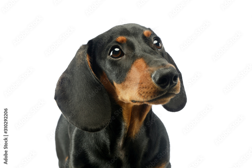 Portrait of an adorable Dachshund