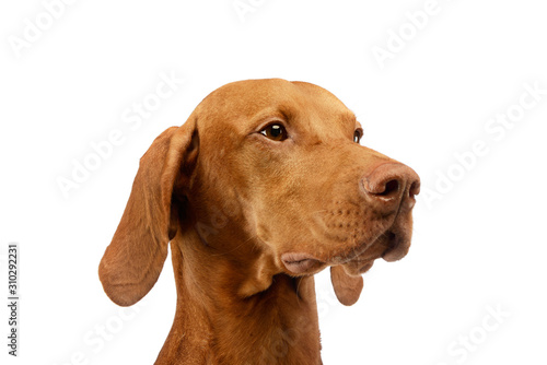 Wallpaper Mural Portrait of an adorable Hungarian Vizsla Torontodigital.ca