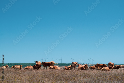 vacas descansando en el campo