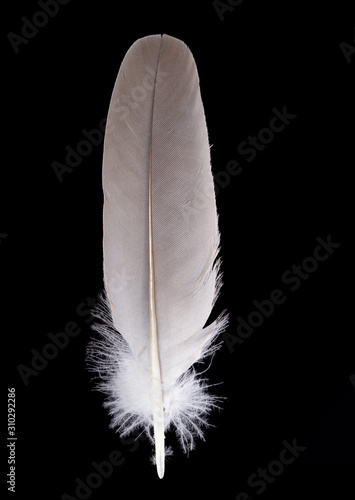 beautiful Mallard feather Anas platyrhynchos close up