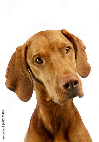 Wallpaper Mural Portrait of an adorable Hungarian Vizsla Torontodigital.ca