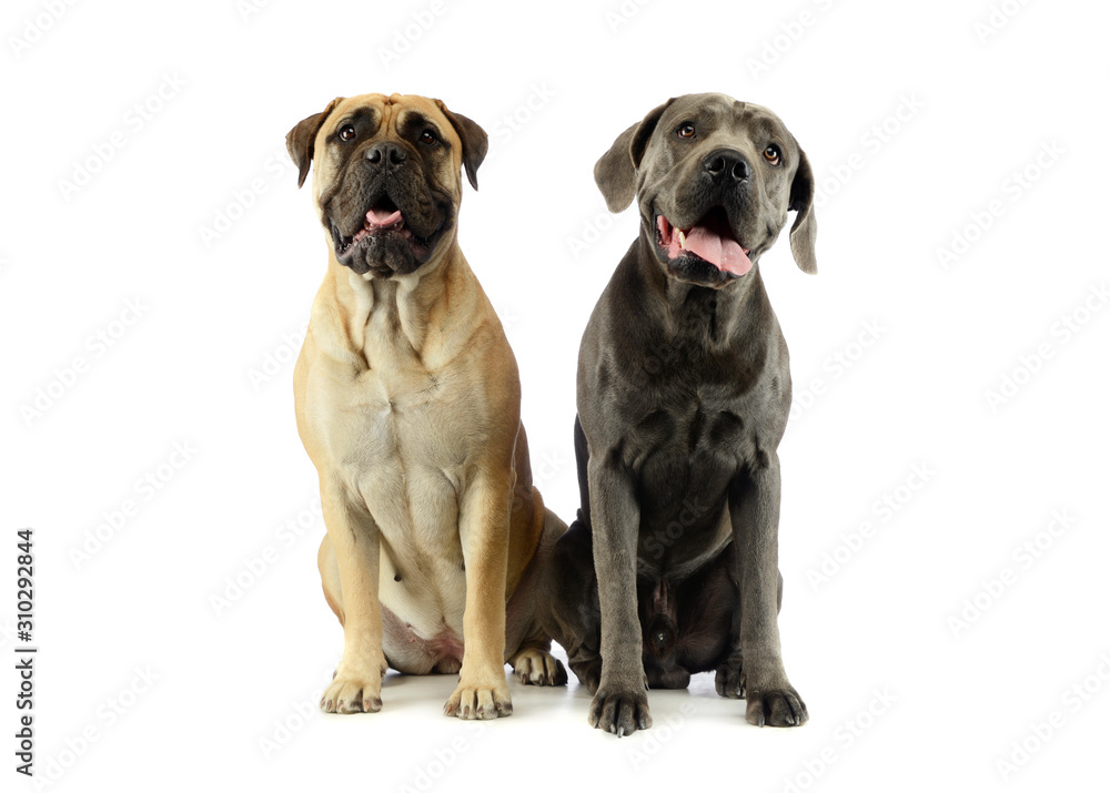 Obraz premium Studio shot of an adorable bull mastiff and a great dane