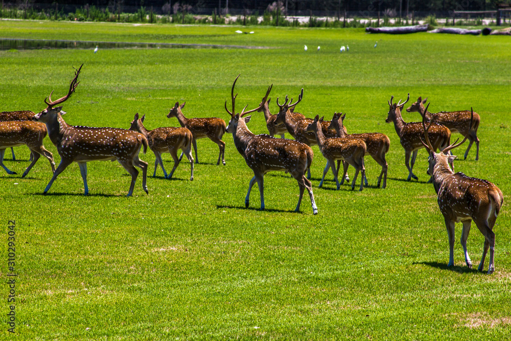 Naklejka premium Chital deer