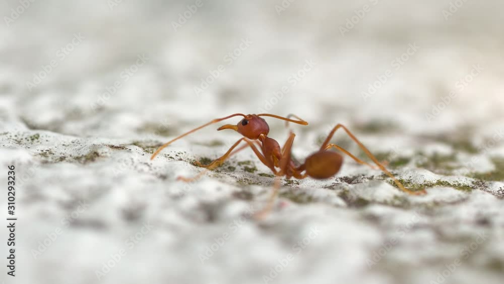 Single red ant macro on white dirty bricks Single red ant macro on white dirty bricks