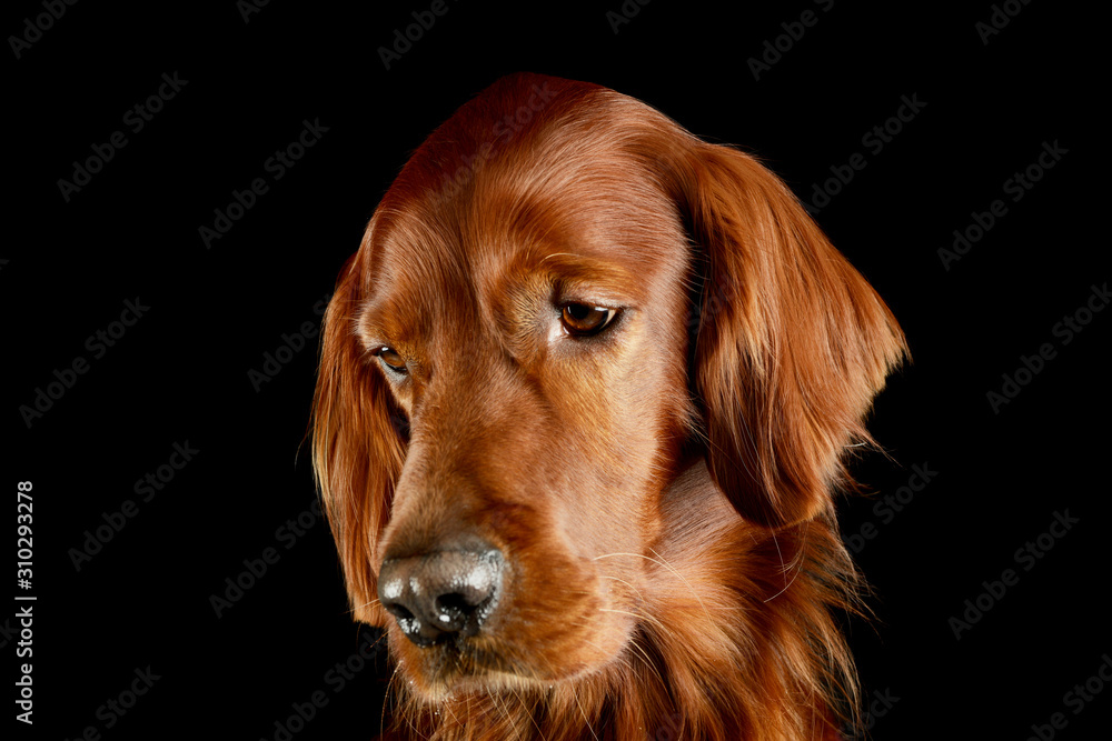 Portrait of an adorable irish setter