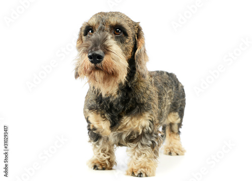 Studio shot of an adorable Dachshund