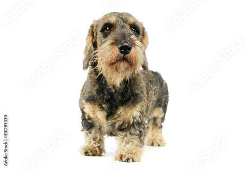 Studio shot of an adorable Dachshund