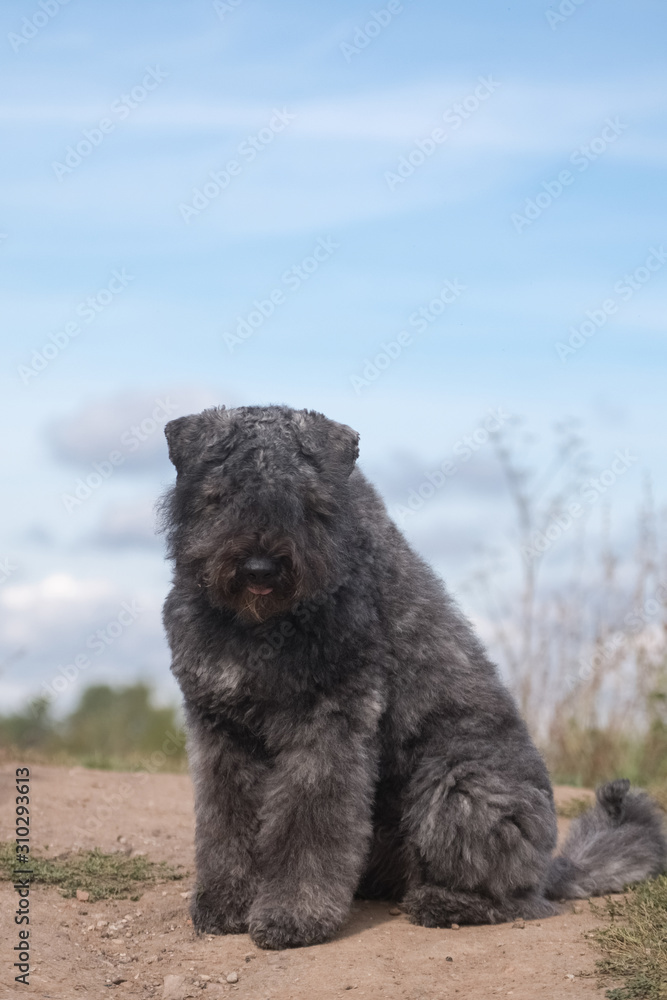 dog flanders bouvier sitting on a hill against the sky