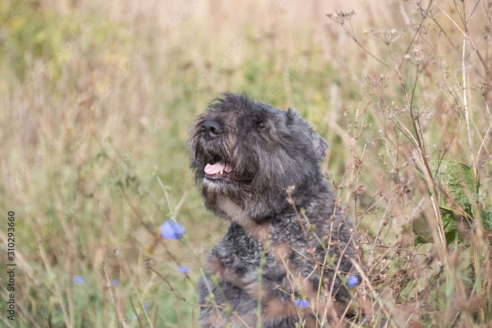 Portrait of a flanders bouvier dog in a field among grass and flowers
