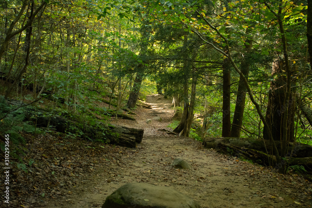 Fototapeta premium scenes alongtheu foot path in Mohican state forest in Ohio