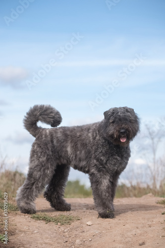 dog flanders bouvier stands on a hill against the sky