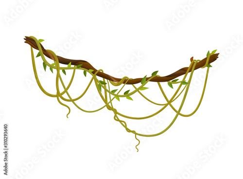 Liana or jungle plant or vine wild greenery winding branches vector stem with leaves isolated decorative elements tropical vines rainforest flora and exotic botany wild curling species and twigs