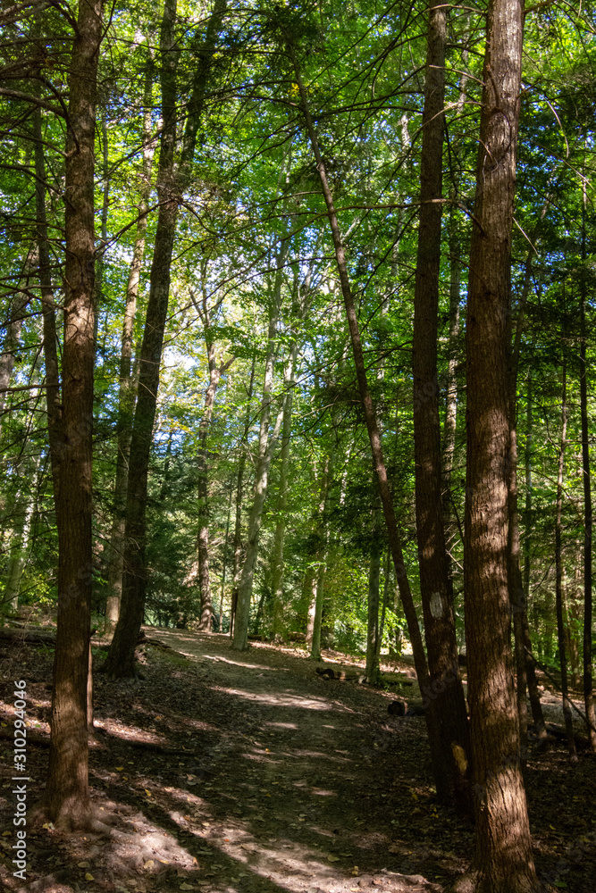 scenes alongtheu foot path in Mohican state forest in Ohio scenes alongtheu foot path in Mohican state forest in Ohio