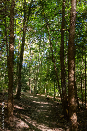 scenes alongtheu foot path in Mohican state forest in Ohio