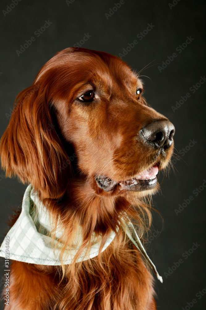 Portrait of an adorable irish setter Portrait of an adorable irish setter