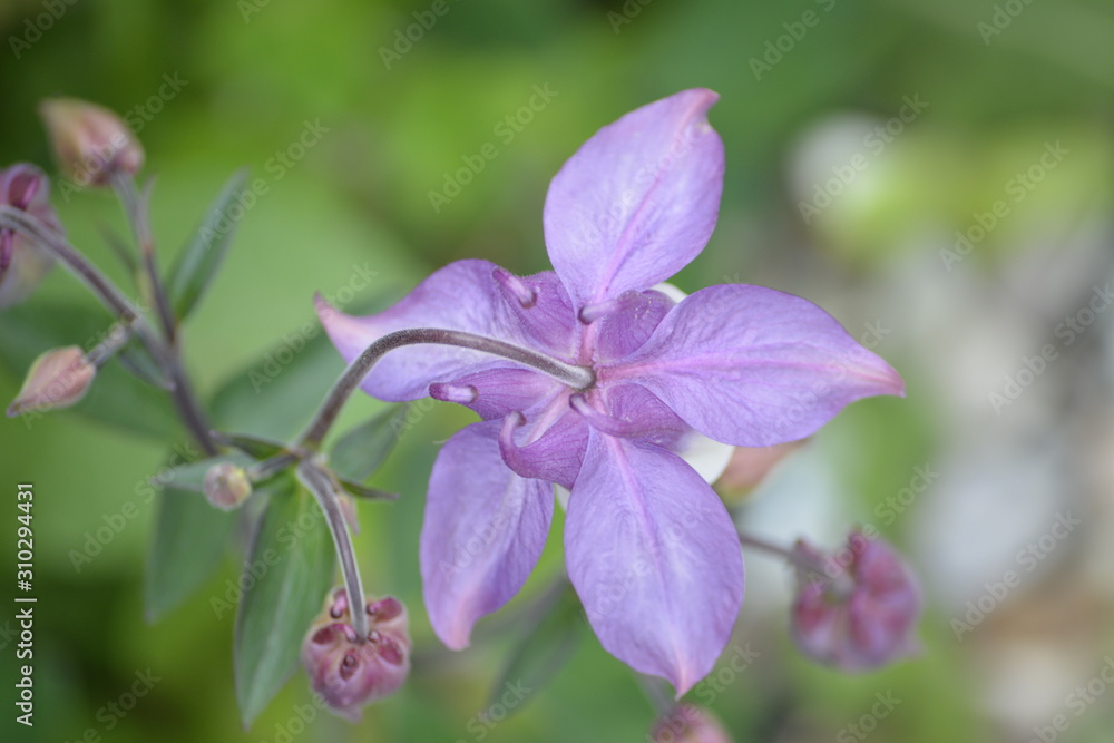 Fototapeta premium Akelei