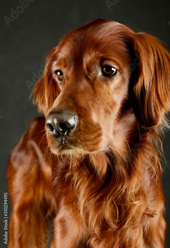 Portrait of an adorable irish setter