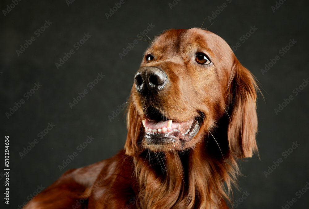 Portrait of an adorable irish setter