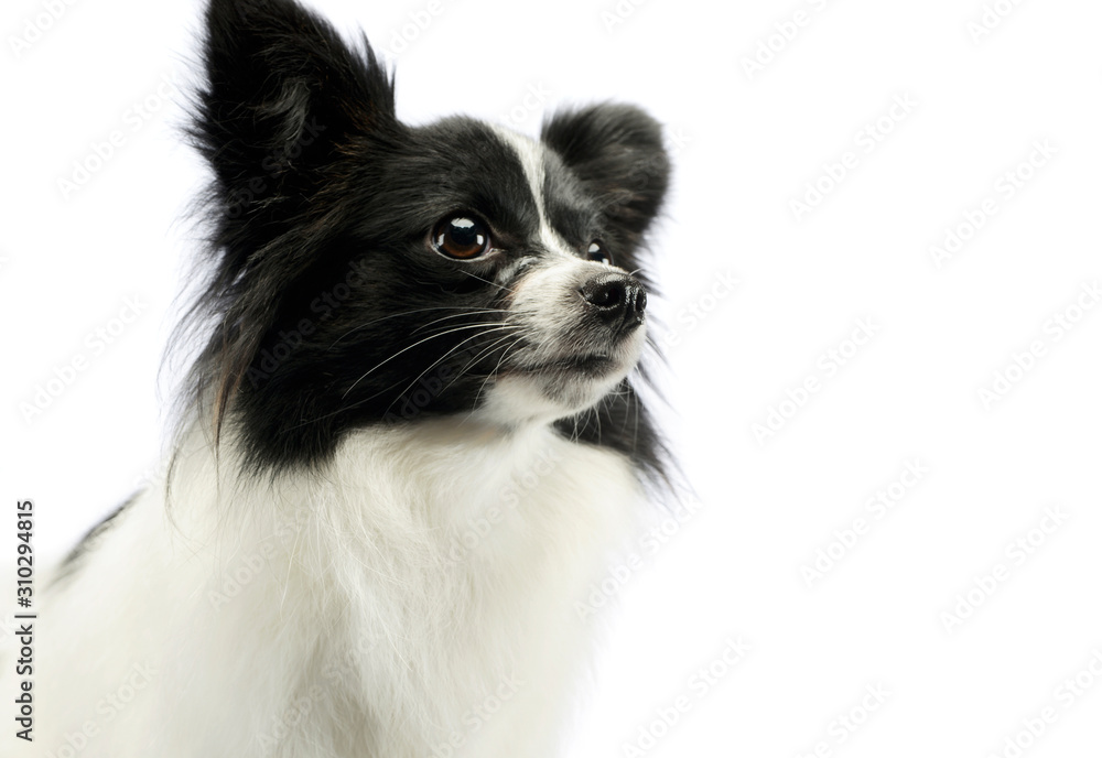 Portrait of an adorable papillon