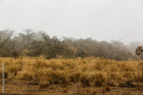 Giraffe in the mist