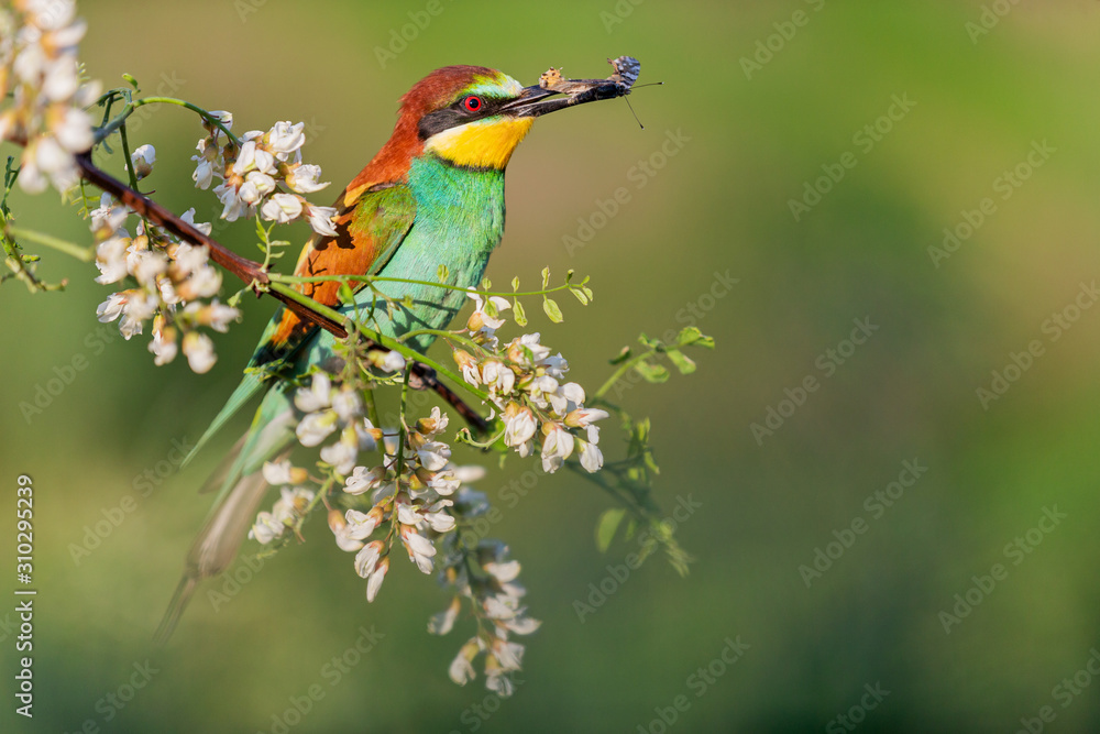 Obraz premium bee-eater with a butterfly in its beak sits on a flowering tree