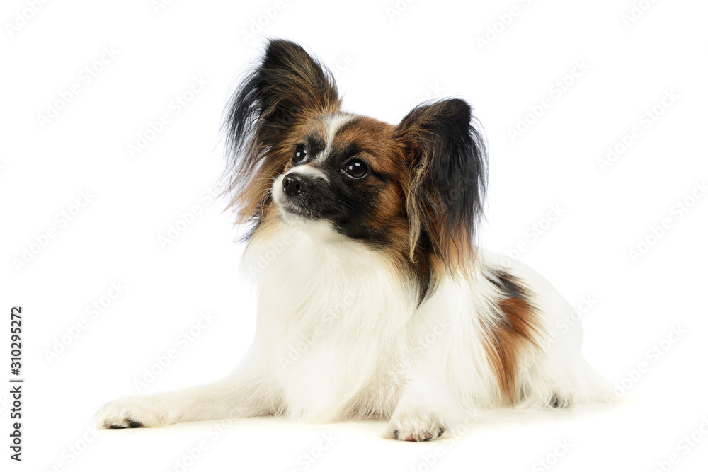 Studio shot of an adorable papillon Studio shot of an adorable papillon