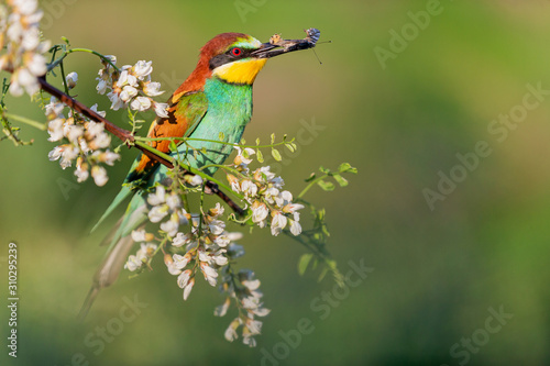 bee-eater with a butterfly in its beak sits on a flowering tree