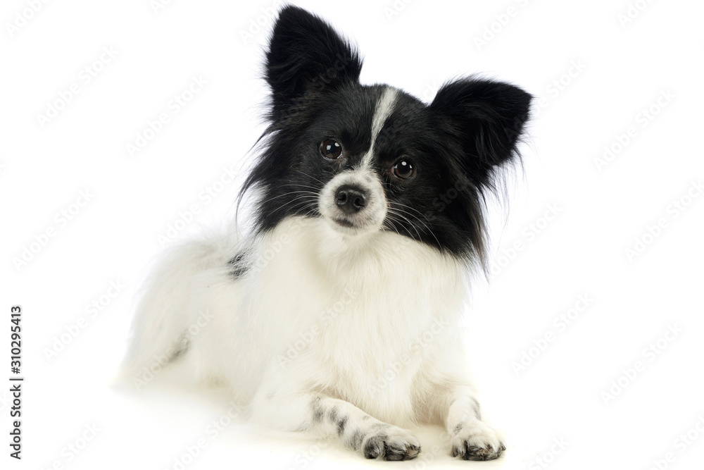 Studio shot of an adorable papillon Studio shot of an adorable papillon