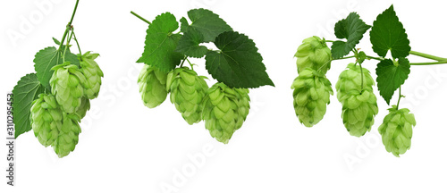 Set of hop cones with leaves. Fresh green hop plant with leaves. Beer concept. used for topics like brewing or harvest.Medicinal plants.