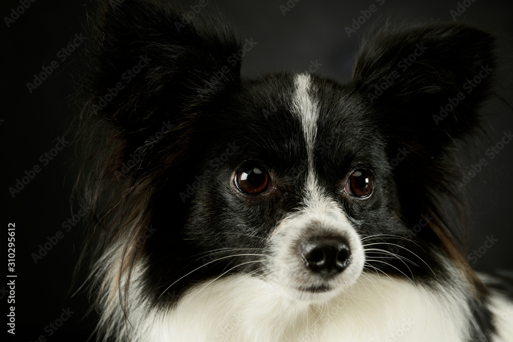 Obraz premium Portrait of an adorable papillon