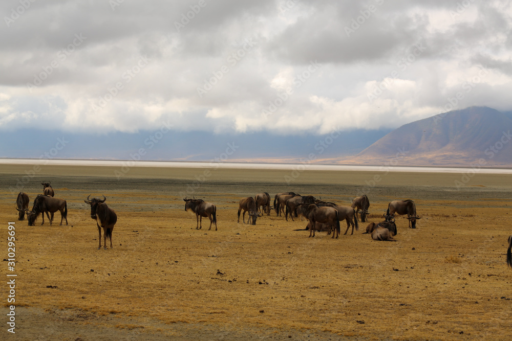 Herd of wilderbeast