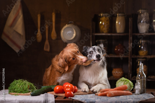 Canvas Print two dogs together in the kitchen are preparing food