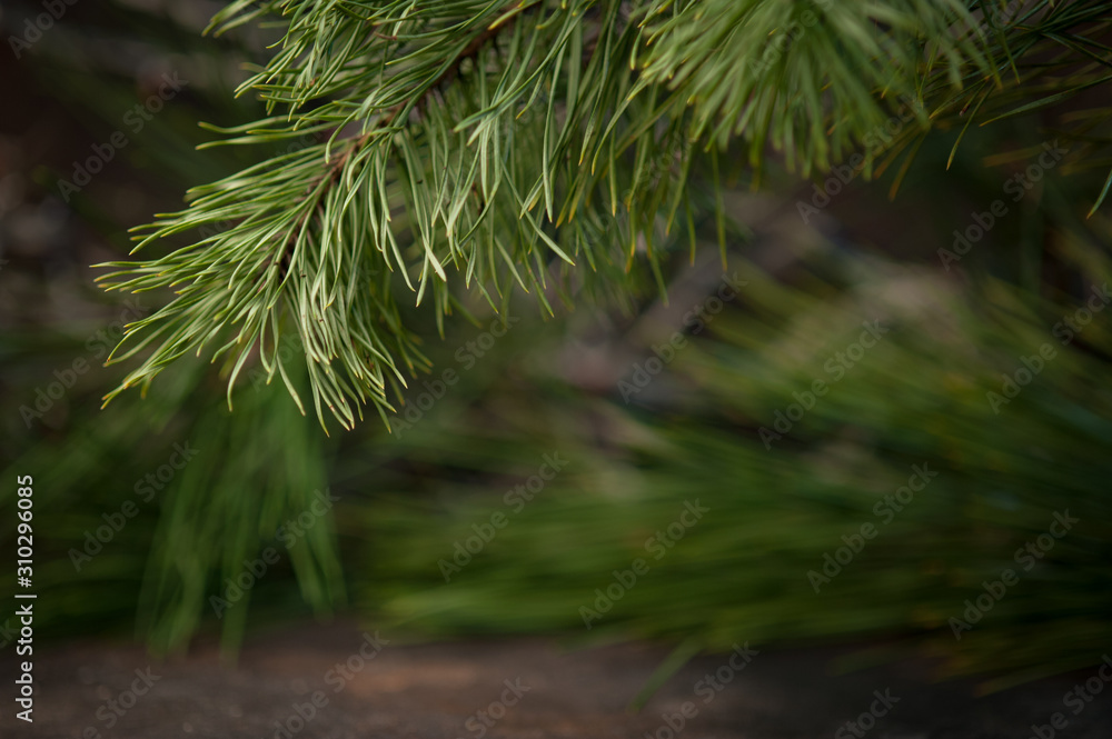 Christmas tree and blurred background. Selective focus Christmas tree and blurred background. Selective focus
