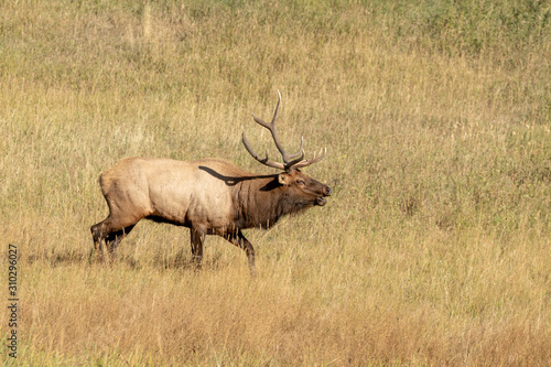 Elk in meadow © Kory