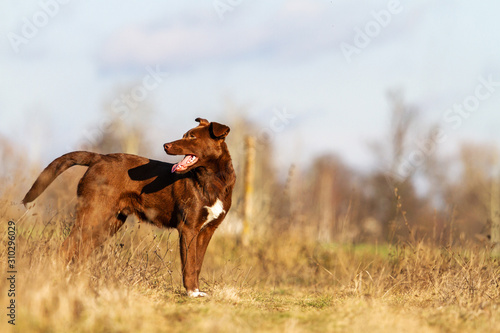 cheerful brown dog stands with interest looks away © drakuliren